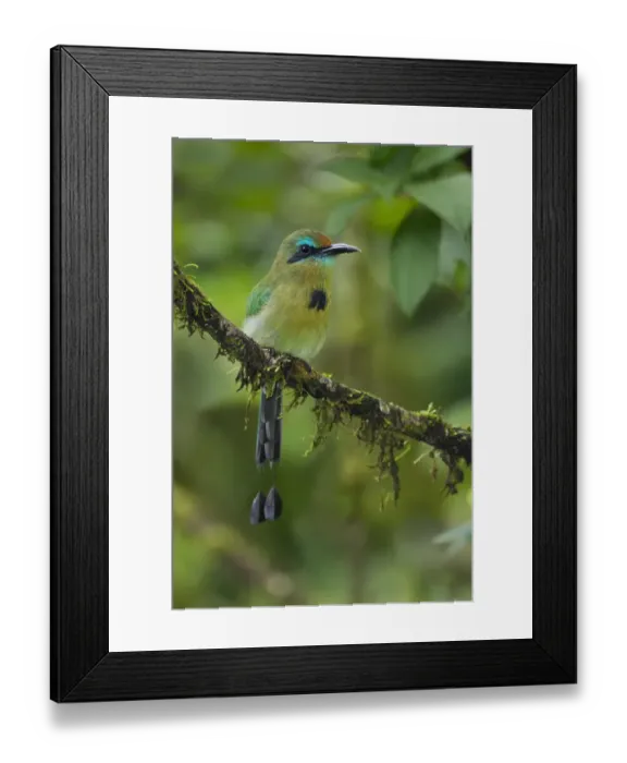 Framed Print : Keel-billed Motmot Framed Print : Keel-billed Motmot