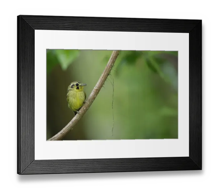 Framed Print : Golden-crowned spadebill (Platyrinchus coronatus) Framed Print : Golden-crowned spadebill (Platyrinchus coronatus)