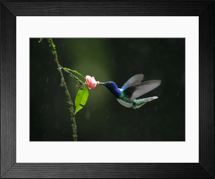 Framed Print : White-necked Jacobin Framed Print : White-necked Jacobin