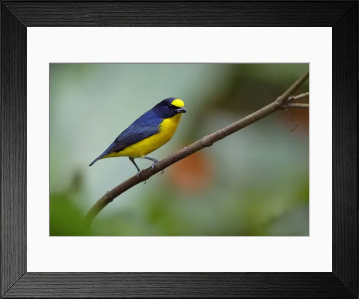 Framed Print : Yellow-throated Euphonia (Euphonia hirundinacea) Framed Print : Yellow-throated Euphonia (Euphonia hirundinacea)