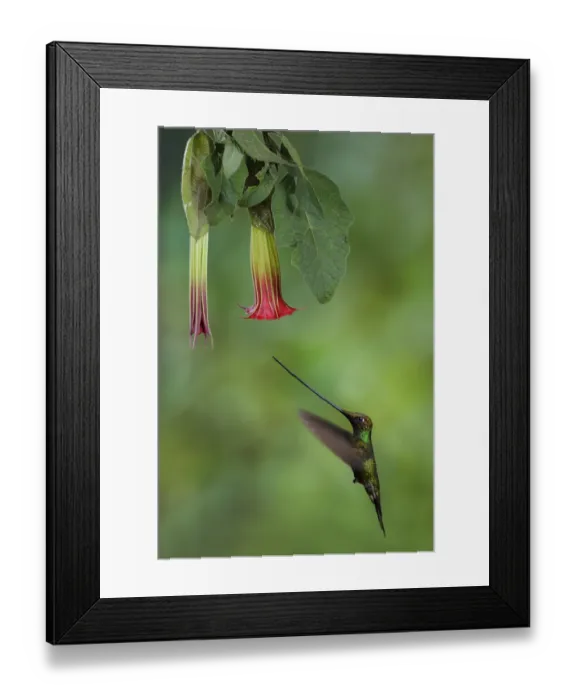 Framed Print : Sword-billed hummingbird (Ensifera ensifera) Framed Print : Sword-billed hummingbird (Ensifera ensifera)