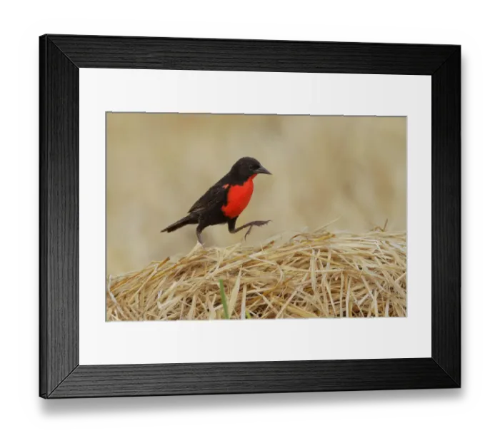Framed Print : Red-breasted Blackbird (Sturnella militaris) Framed Print : Red-breasted Blackbird (Sturnella militaris)