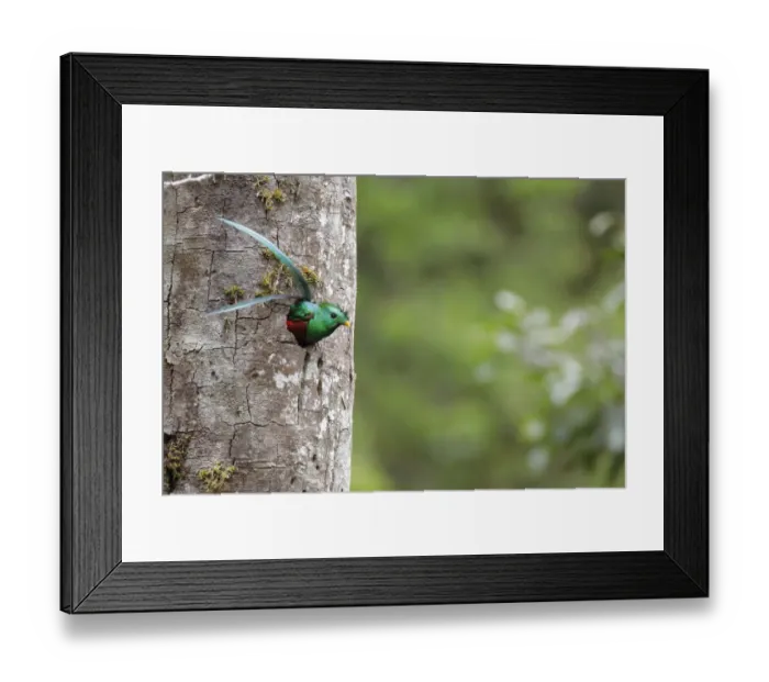 Framed Print : Resplendent Quetzal Framed Print : Resplendent Quetzal