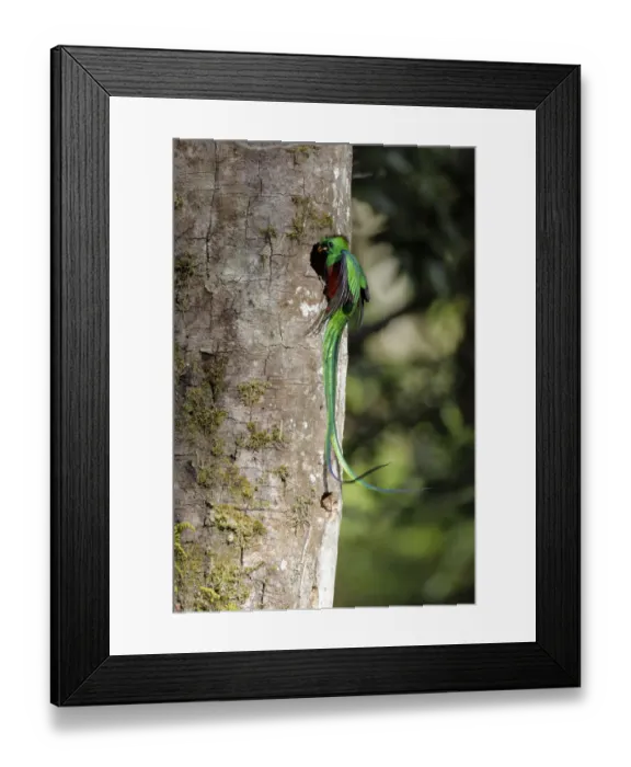 Framed Print : Resplendent Quetzal Framed Print : Resplendent Quetzal