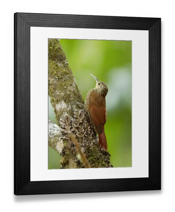 Framed Print : Spot-crowned Woodcreeper