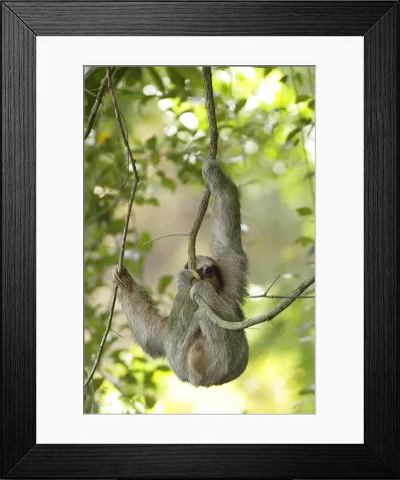 Framed Print : Three-toed Sloth Framed Print : Three-toed Sloth