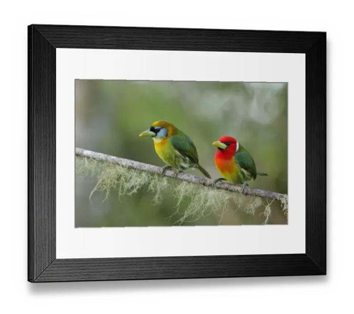 Framed Print : Red-headed Barbet Framed Print : Red-headed Barbet