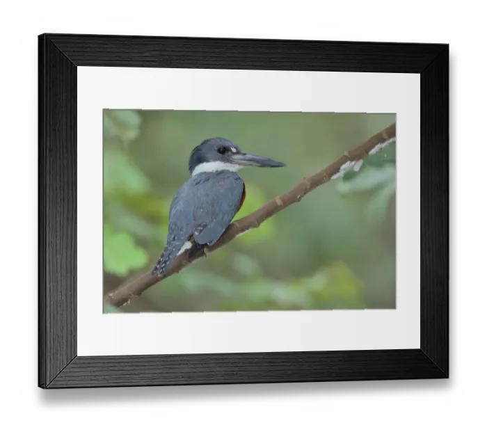 Framed Print : Ringed kingfisher Framed Print : Ringed kingfisher
