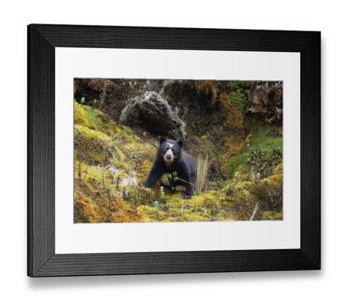 Framed Print : Spectacled Bear (Tremarctos ornatus) Framed Print : Spectacled Bear (Tremarctos ornatus)