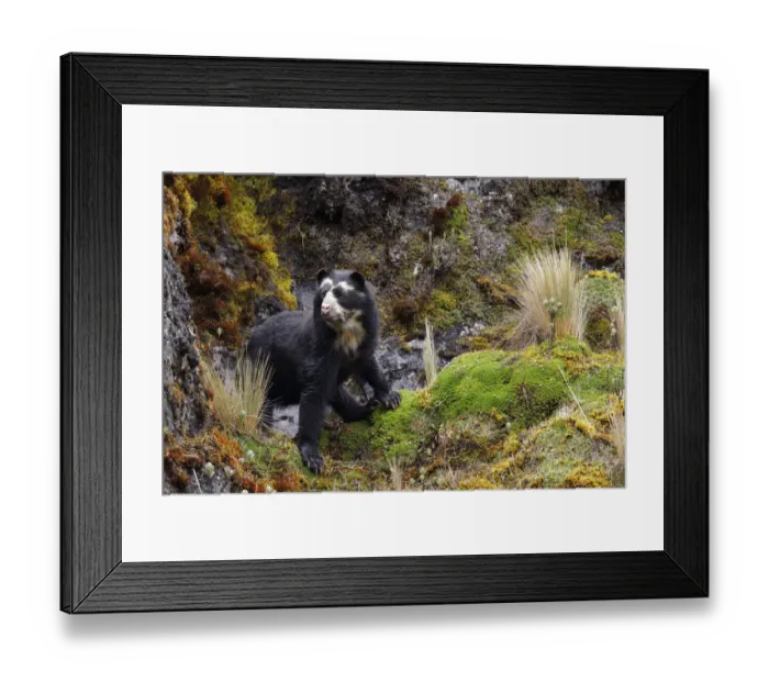 Framed Print : Spectacled Bear (Tremarctos ornatus) Framed Print : Spectacled Bear (Tremarctos ornatus)