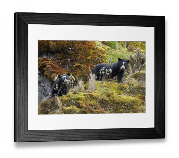 Framed Print : Spectacled Bear (Tremarctos ornatus) Framed Print : Spectacled Bear (Tremarctos ornatus)