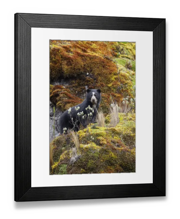 Framed Print : Spectacled Bear (Tremarctos ornatus) Framed Print : Spectacled Bear (Tremarctos ornatus)