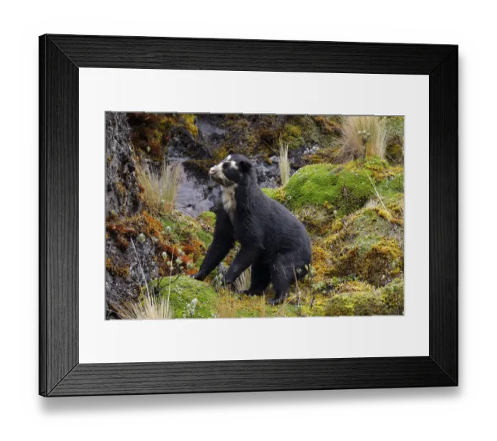 Framed Print : Spectacled Bear (Tremarctos ornatus) Framed Print : Spectacled Bear (Tremarctos ornatus)