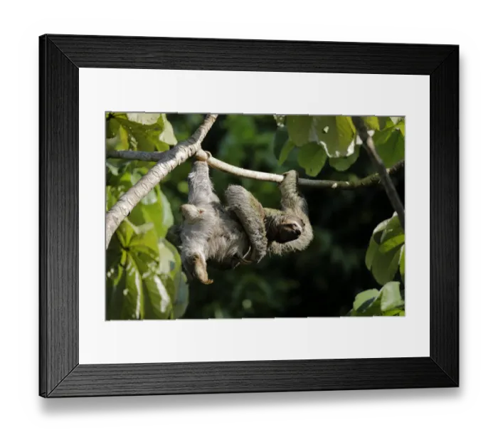 Framed Print : Three-toed Sloth Framed Print : Three-toed Sloth