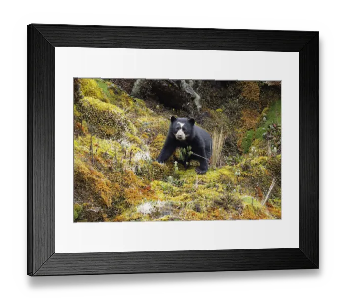 Framed Print : Spectacled Bear (Tremarctos ornatus) Framed Print : Spectacled Bear (Tremarctos ornatus)