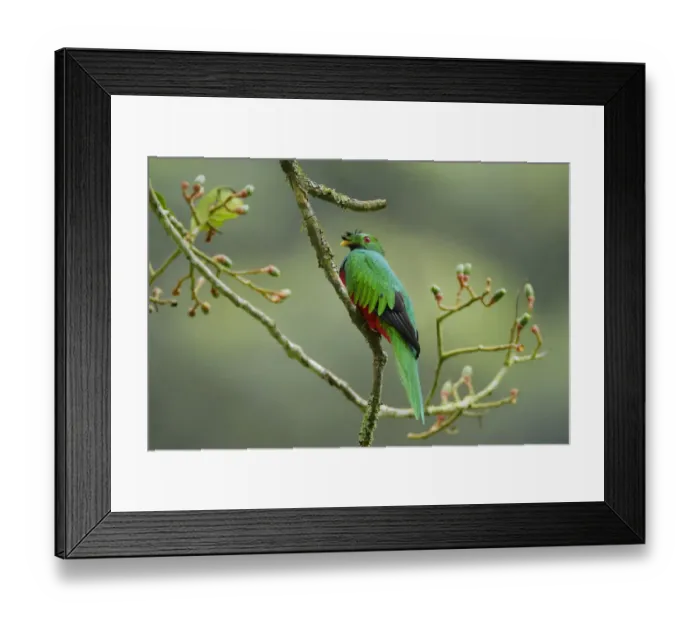 Framed Print : Bird sitting on aguacatillo branch, Ecuador Framed Print : Bird sitting on aguacatillo branch, Ecuador