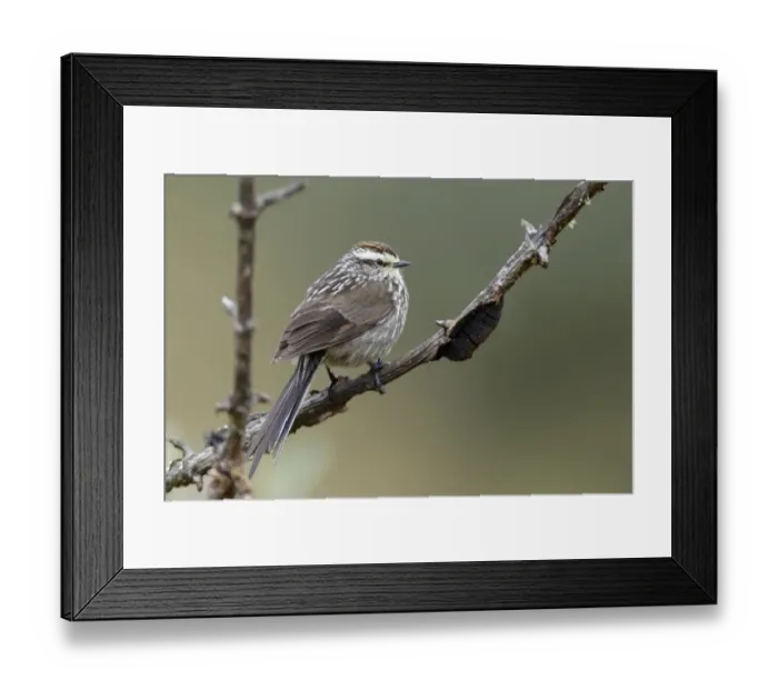 Framed Print : Andean Tit-spinetail (Leptasthenura andicola) resting