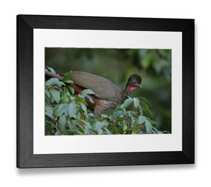 Framed Print : Crested Guan (Penelope purpurascens) Framed Print : Crested Guan (Penelope purpurascens)