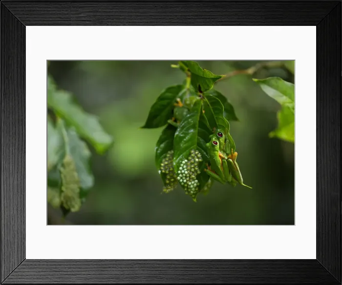 Framed Print : Gliding Tree Frog Framed Print : Gliding Tree Frog