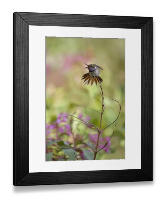 Framed Print : Volcano Hummingbird (Selasphorus flammula) Framed Print : Volcano Hummingbird (Selasphorus flammula)