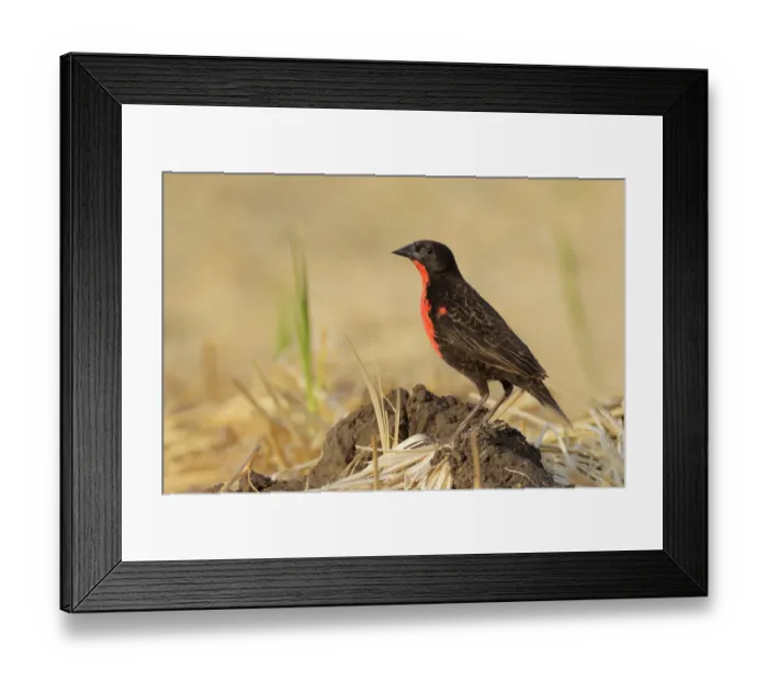 Framed Print : Red-breasted Blackbird (Sturnella militaris) Framed Print : Red-breasted Blackbird (Sturnella militaris)