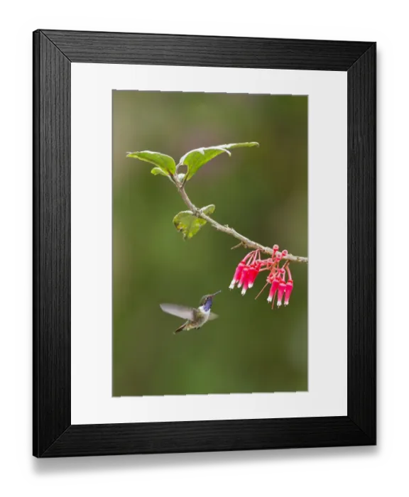 Framed Print : Volcano Hummingbird Framed Print : Volcano Hummingbird