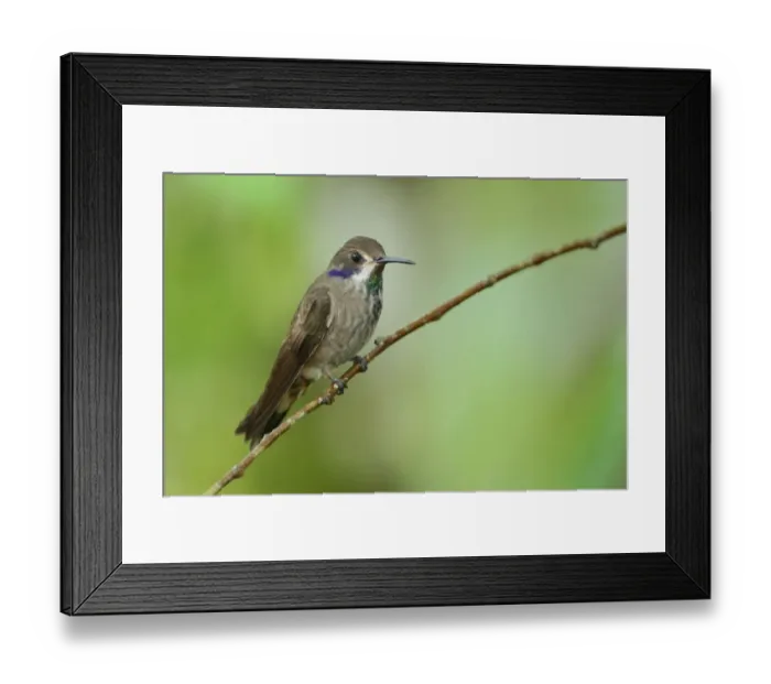 Framed Print : Brown Violetear (Colibri delphinae) Framed Print : Brown Violetear (Colibri delphinae)