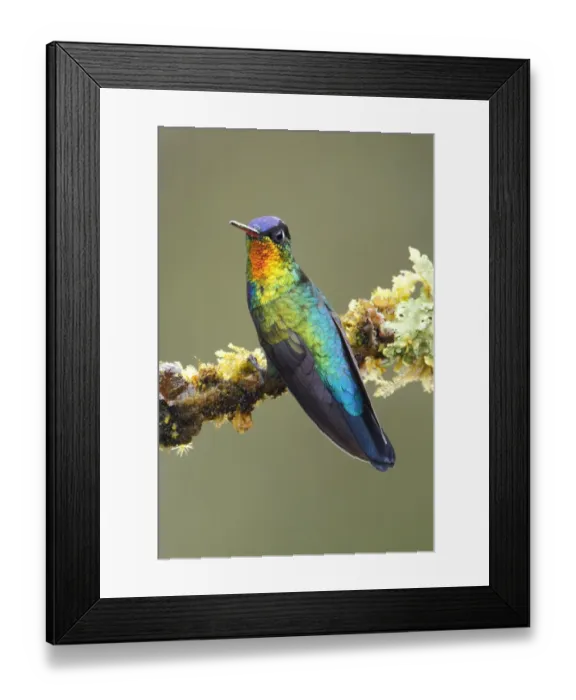 Framed Print : Fiery-throated Hummingbird (Panterpe insignis) Framed Print : Fiery-throated Hummingbird (Panterpe insignis)