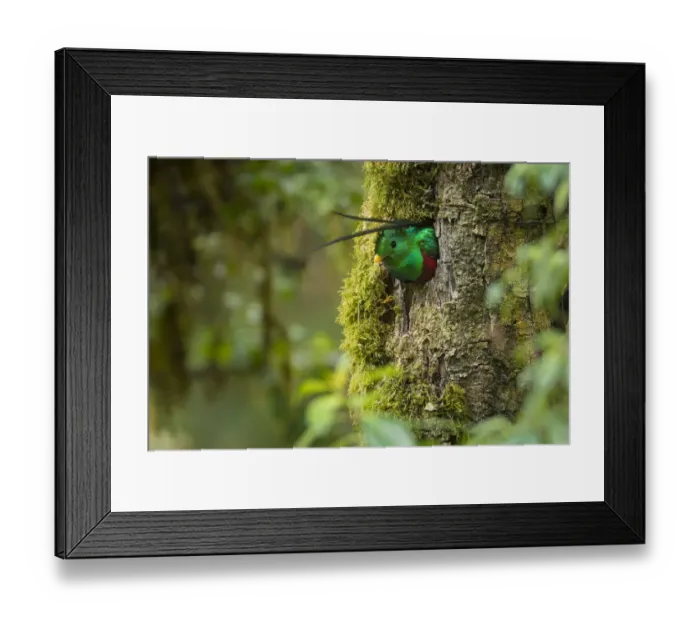 Framed Print : Resplendent Quetzal Framed Print : Resplendent Quetzal