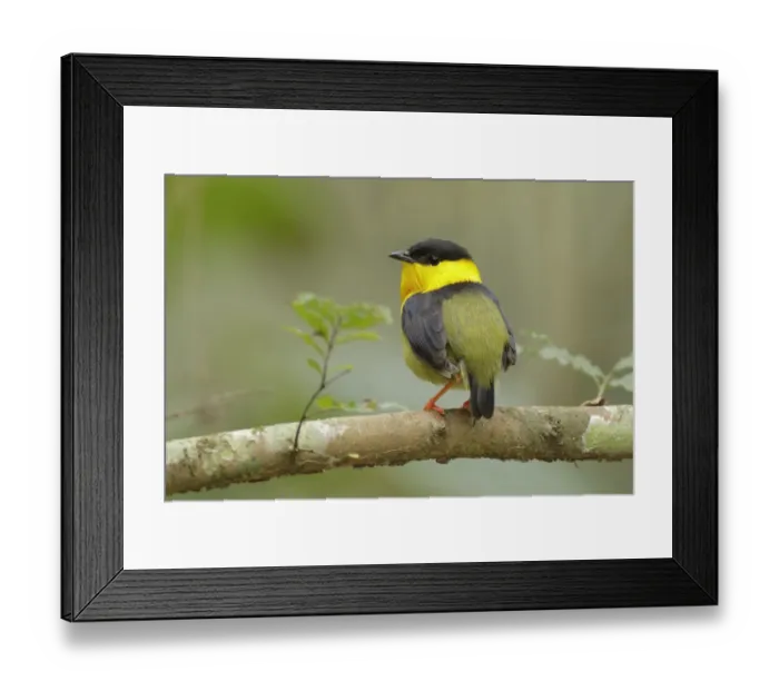 Framed Print : Golden-collared Manakin (Manacus vitellinus) Framed Print : Golden-collared Manakin (Manacus vitellinus)