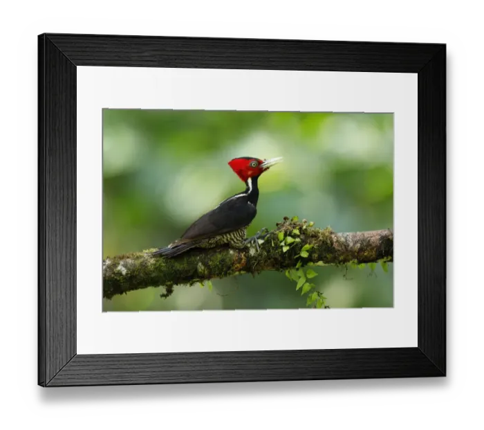 Framed Print : Pale-billed Woodpecker Framed Print : Pale-billed Woodpecker