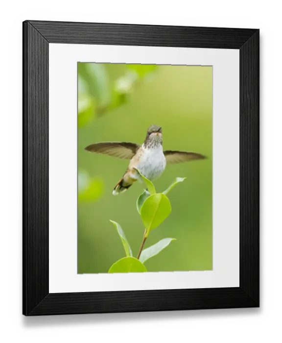 Framed Print : Volcano Hummingbird (Selasphorus flammula) Framed Print : Volcano Hummingbird (Selasphorus flammula)