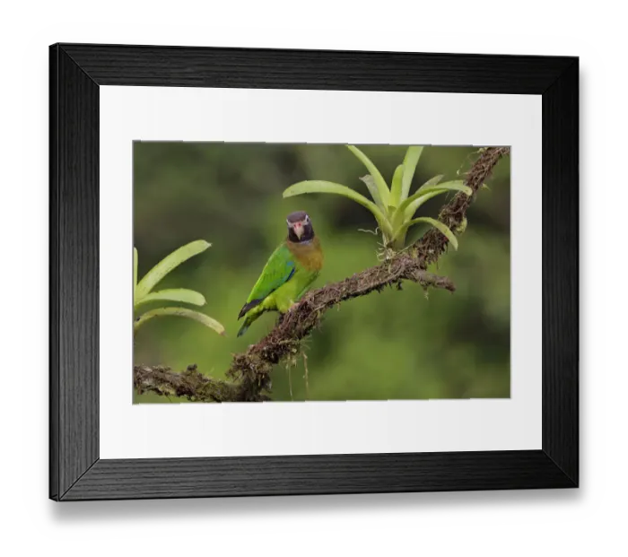 Framed Print : Brown-hooded Parrot in rainforest Framed Print : Brown-hooded Parrot in rainforest