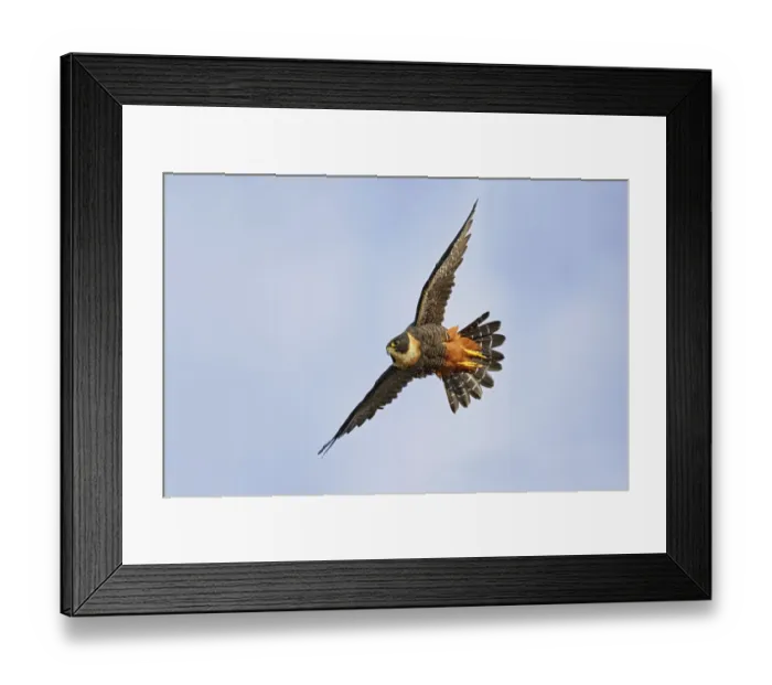 Framed Print : Bat Falcon in flight Framed Print : Bat Falcon in flight