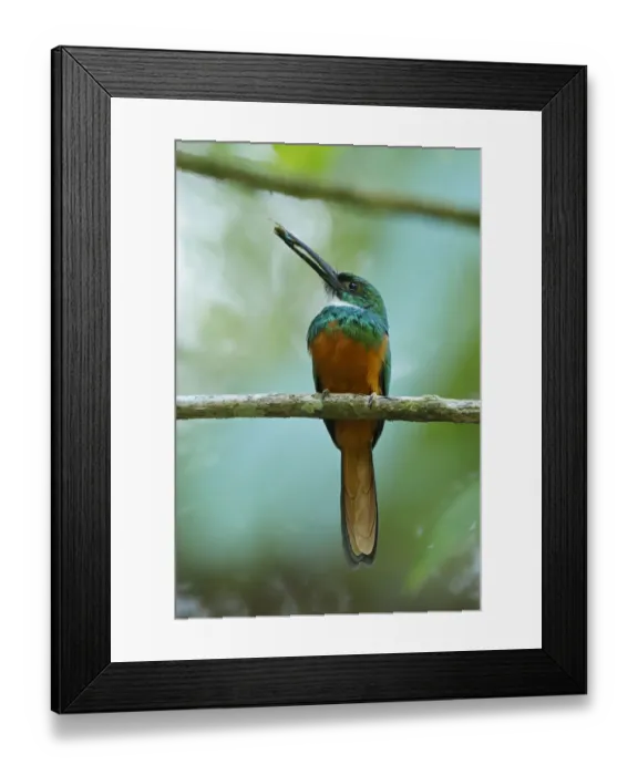 Framed Print : Rufous-tailed Jacamar Framed Print : Rufous-tailed Jacamar