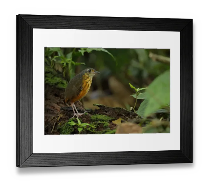 Framed Print : Thicket Antpitta (Hylopezus dives) walking on forest floor Framed Print : Thicket Antpitta (Hylopezus dives) walking on forest floor