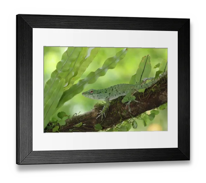 Framed Print : Green Tree Anole (Norops biporcatus) Framed Print : Green Tree Anole (Norops biporcatus)