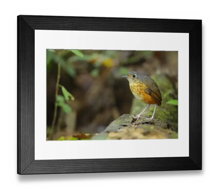 Framed Print : Thicket Antpitta (Hylopezus dives) walking on forest floor