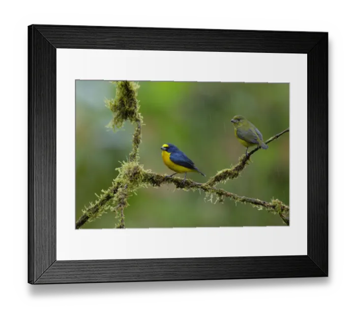 Framed Print : Yellow-throated Euphonia (Euphonia hirundinacea) Framed Print : Yellow-throated Euphonia (Euphonia hirundinacea)
