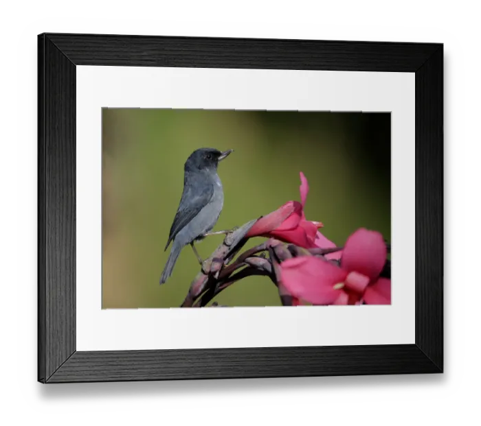 Framed Print : Slaty Flowerpiercer (Diglossa plumbea) male