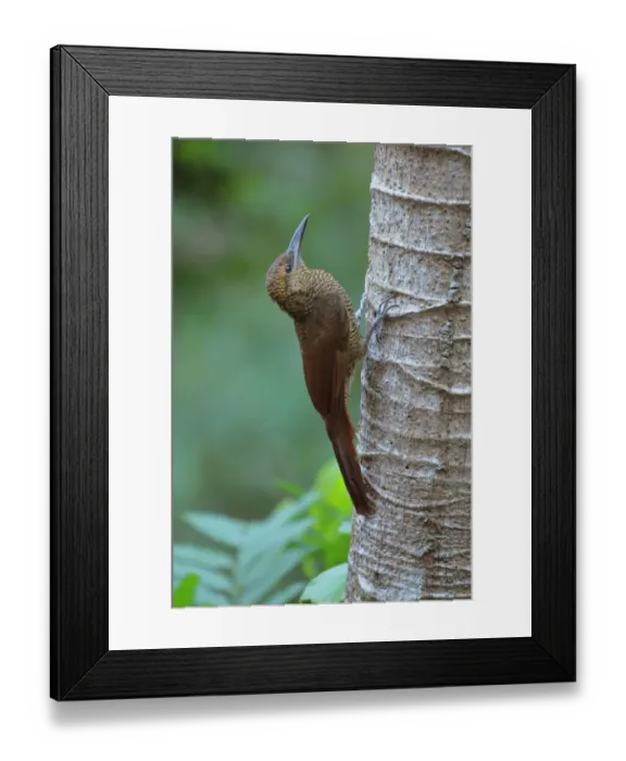 Framed Print : Northern barred Woodcreeper Framed Print : Northern barred Woodcreeper