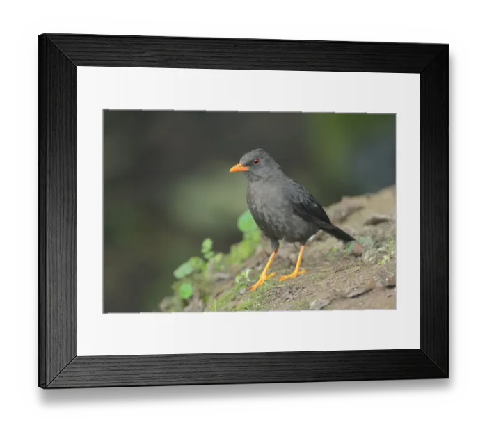 Framed Print : Glossy-black Thrush (Turdus serranus) Framed Print : Glossy-black Thrush (Turdus serranus)