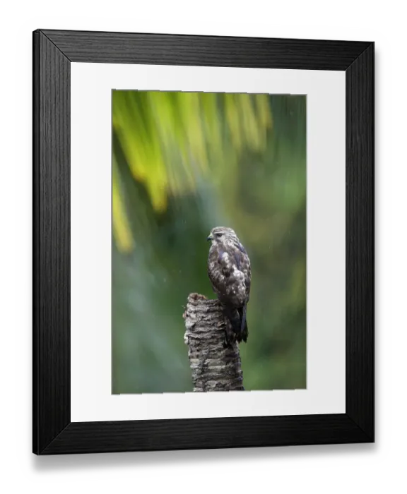 Framed Print : Gray Hawk (Buteo plagiatus) juvenile perching on dead limb Framed Print : Gray Hawk (Buteo plagiatus) juvenile perching on dead limb