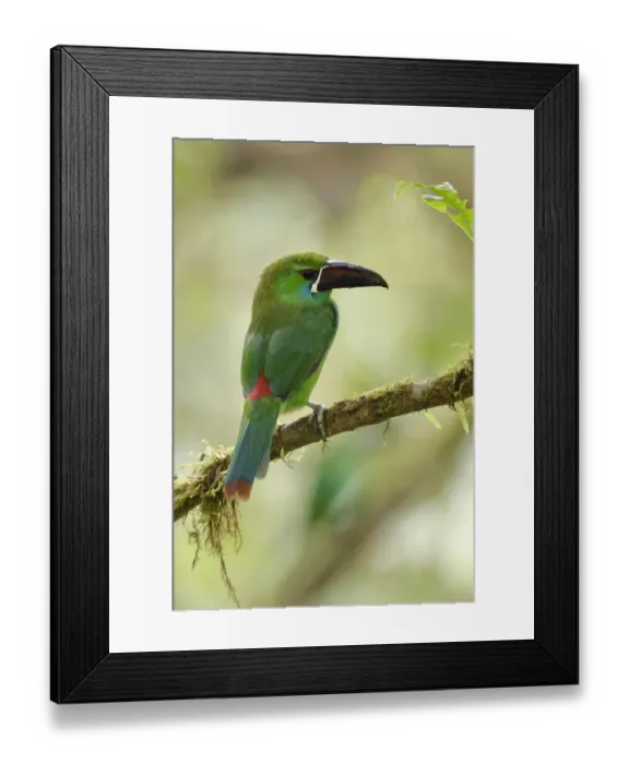 Framed Print : Crimson-rumped Toucanet (Aulacorhynchus haematopygus)