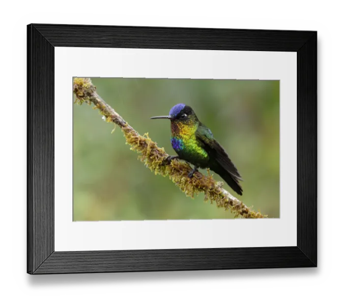 Framed Print : Fiery-throated Hummingbird Framed Print : Fiery-throated Hummingbird
