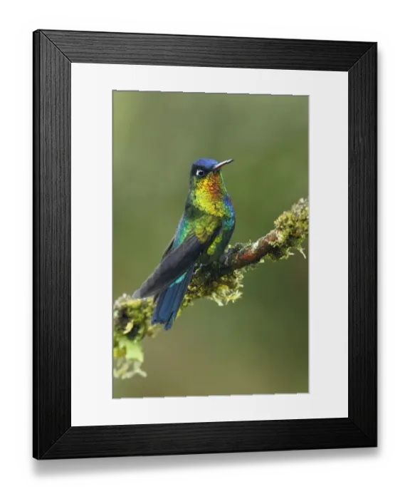 Framed Print : Fiery-throated Hummingbird (Panterpe insignis) Framed Print : Fiery-throated Hummingbird (Panterpe insignis)