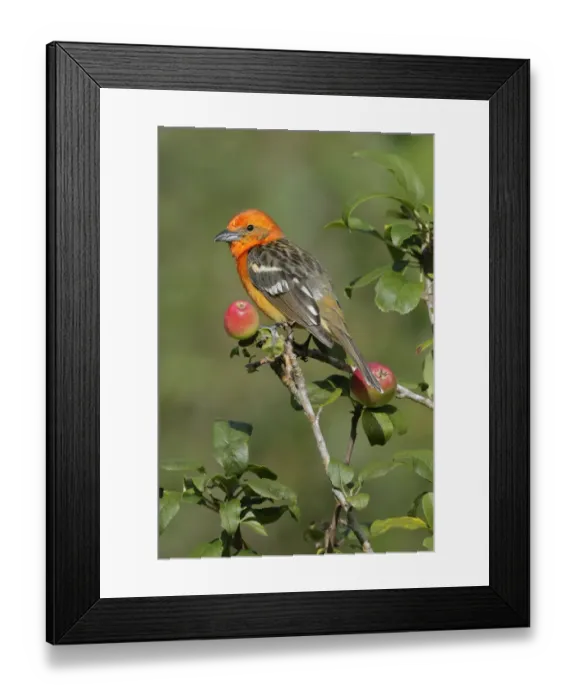 Framed Print : Flame-colored Tanager (Piranga bidentata) Framed Print : Flame-colored Tanager (Piranga bidentata)