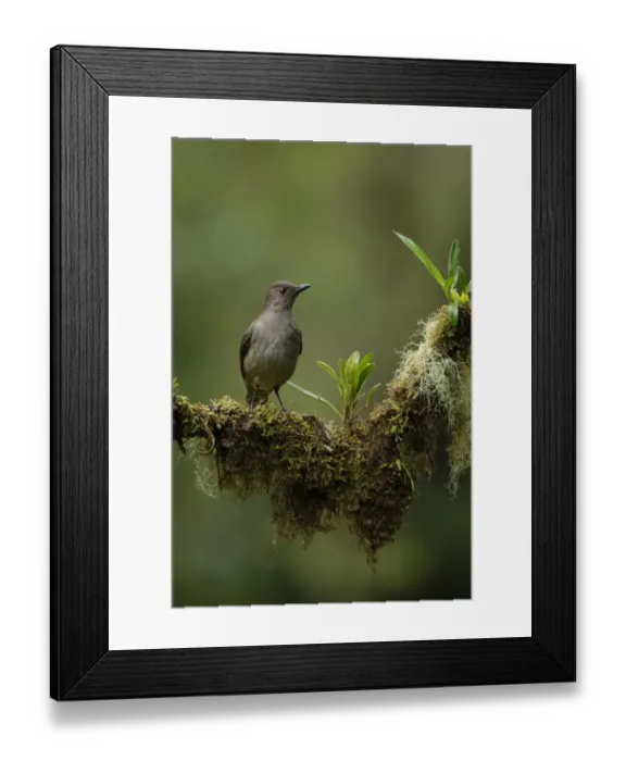 Framed Print : Mountain Thrush Framed Print : Mountain Thrush