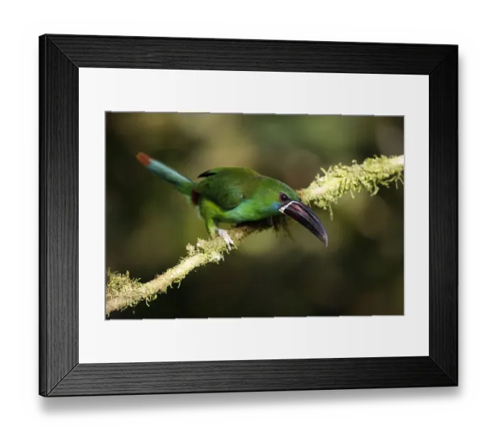 Framed Print : Crimson-rumped Toucanet (Aulacorhynchus haematopygus)