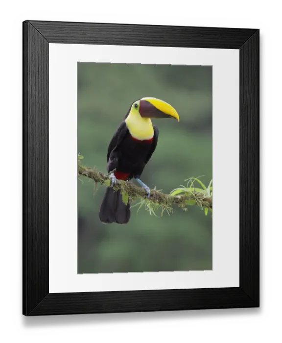 Framed Print : Black-mandibled Toucan Framed Print : Black-mandibled Toucan